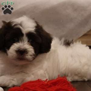 Winter, Teddy Bear Puppy